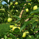 Close view of many bright green granny smith apples growing on an apple tree with deeper green leaves 