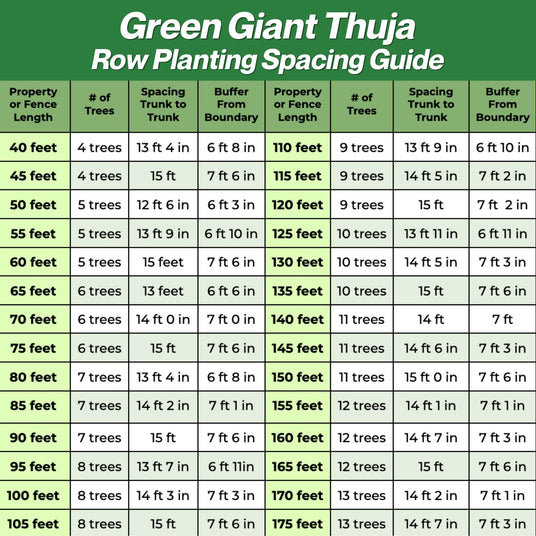 Row Planting Spacing Guide for Green Giant Thuja