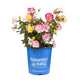Gumball Goody™ Rose
