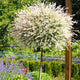 Tri-Color Dappled Willow Tree in a garden bed, surrounded by greenery and flowers.