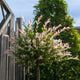 Tri-Color Dappled Willow Tree beside a wooden fence, with variegated leaves.