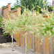 Tri-Color Dappled Willow Tree growing along a wooden fence with decorative rocks.