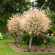 Tri-Color Dappled Willow Trees with pink, white, and green foliage in a landscaped garden.