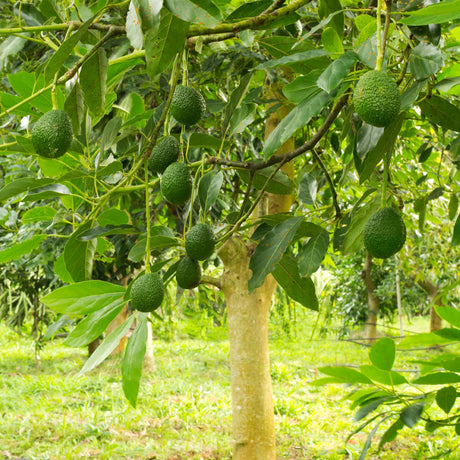 Hass Avocado Tree - NationwidePlants.com  