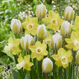 Yellow daffodils and white tulips with green tips in a lush garden setting.