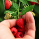 Heritage Raspberry - NationwidePlants.com  