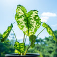 Variegated Caladium hilo beauty plant in a black pot, backlit by sunlight, with a blue sky and green foliage in the background.