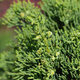 Hollywood Juniper Tree - NationwidePlants.com  