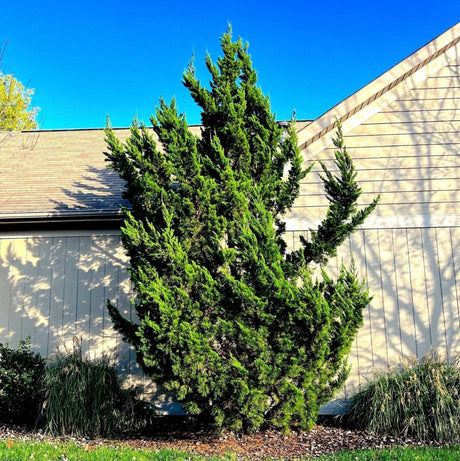 Hollywood Juniper Tree - NationwidePlants.com  