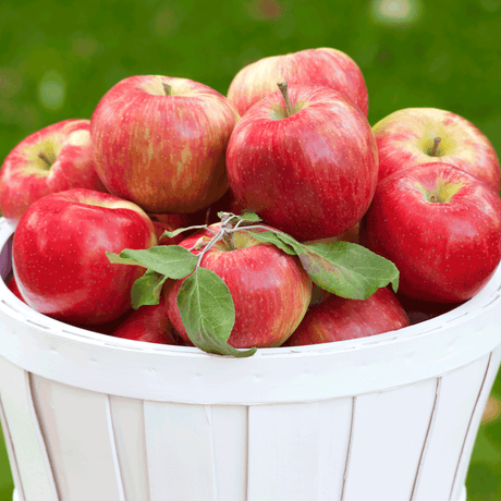 Honeycrisp™ Apple Tree - NationwidePlants.com  