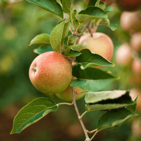 Honeycrisp™ Apple Tree - NationwidePlants.com  