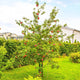 Honeycrisp apple tree growing in a small yard of a suburb home with a privacy hedge behind it and other homes in the background