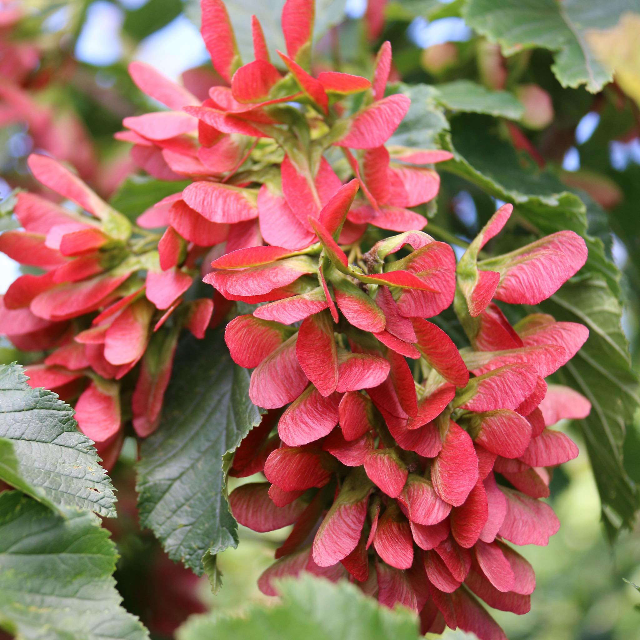 Hot Wings Tatarian Maple – Stunning Red Samaras & Fall Color