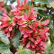 Close-up of bright red, winged samaras (helicopter seeds) among green leaves.