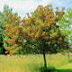 Single Hot Wings Tatarian Maple in a grassy field, with red samaras and green leaves.