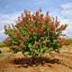 Mature Hot Wings Tatarian Maple tree with a rounded shape, displaying green foliage and clusters of bright red samaras (winged seeds)