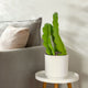 A young dragon fruit cactus with thick, green, upright stems in a white pot on a small round table next to a gray sofa with a beige pillow.