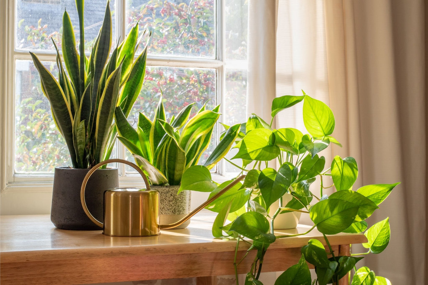 Houseplants for Your House