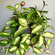 Hoya Carnosa 'Krimson Princess' houseplant on neutral background