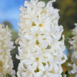 Close up of the Hyacinth Aiolos Flower, showing its bright white flower cluster