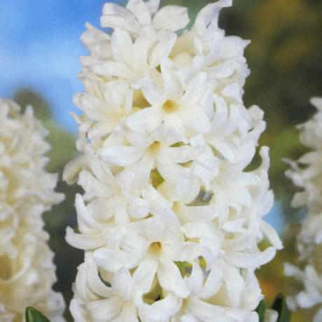 Close up of the Hyacinth Aiolos Flower, showing its bright white flower cluster