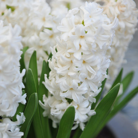 Hyacinth Aiolos Flowers growing in a pot with bright white flowers, vibrant green leaves, and the pot mostly out of view in the blurred background