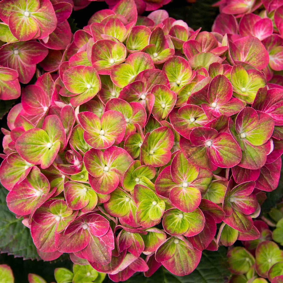 Tilt a Swirl Hydrangea blooms with vibrant pink and lime green petals, the lime green taking up more of the center than in some of the other blooms on the same plant.