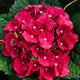 Close-up of a Cherry-Go-Round® Hydrangea flower head with deep red petals and small white centers.