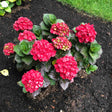 Cherry-Go-Round® Hydrangea with clusters of bright red blooms and dark green foliage, planted in soil with a grass border.