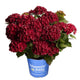 Potted Cherry-Go-Round® Hydrangea with rich red blooms in a blue nursery planter.