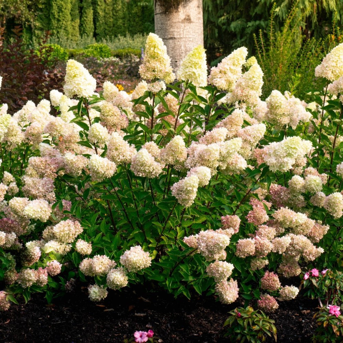 Hydrangea paniculata ‘Dragon Baby’ plant growing in a mulch bed under a large tree.