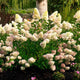 Hydrangea paniculata ‘Dragon Baby’ plant growing in a mulch bed under a large tree.