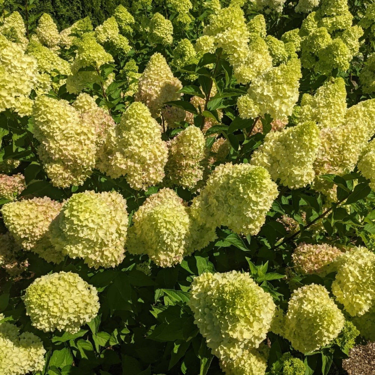 Hydrangea paniculata ‘Dragon Baby’ plants growing together in a mulch bed, planted close together so it seems like one large plant.