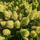 Hydrangea paniculata ‘Dragon Baby’ plants growing together in a mulch bed, planted close together so it seems like one large plant.