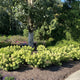 Hydrangea paniculata ‘Dragon Baby’ plants decorating a garden bed in the shade of a large tree.