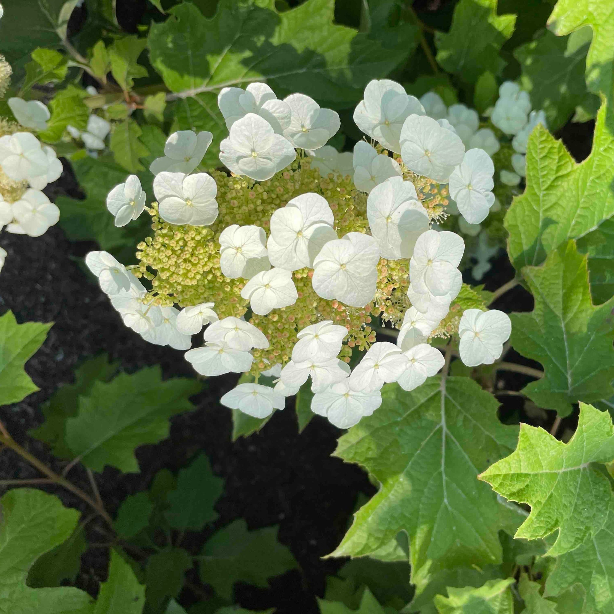 Toy Soldier™ Hydrangea – Compact Oakleaf Hydrangea with Bold Fall