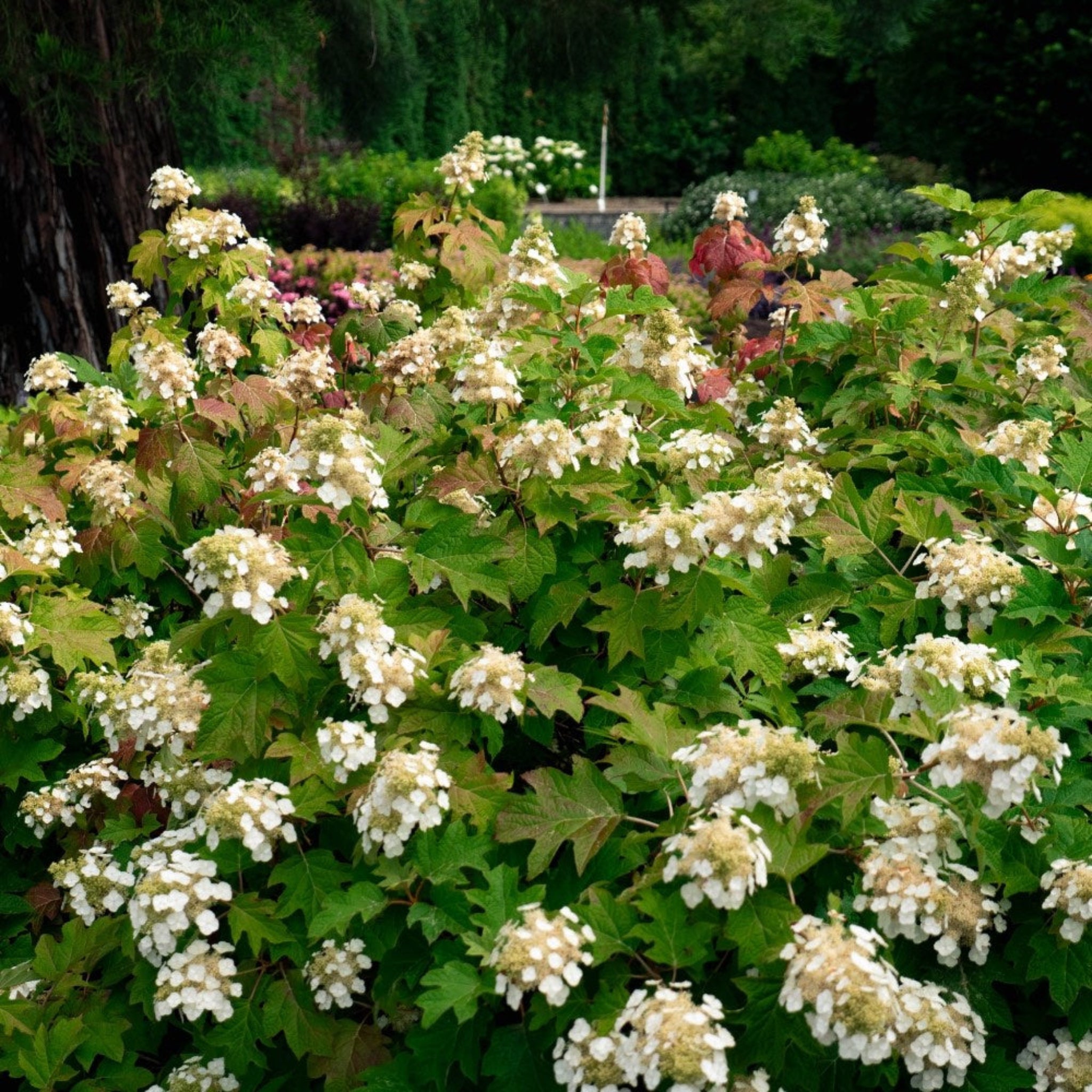 Toy Soldier™ Hydrangea – Compact Oakleaf Hydrangea with Bold Fall