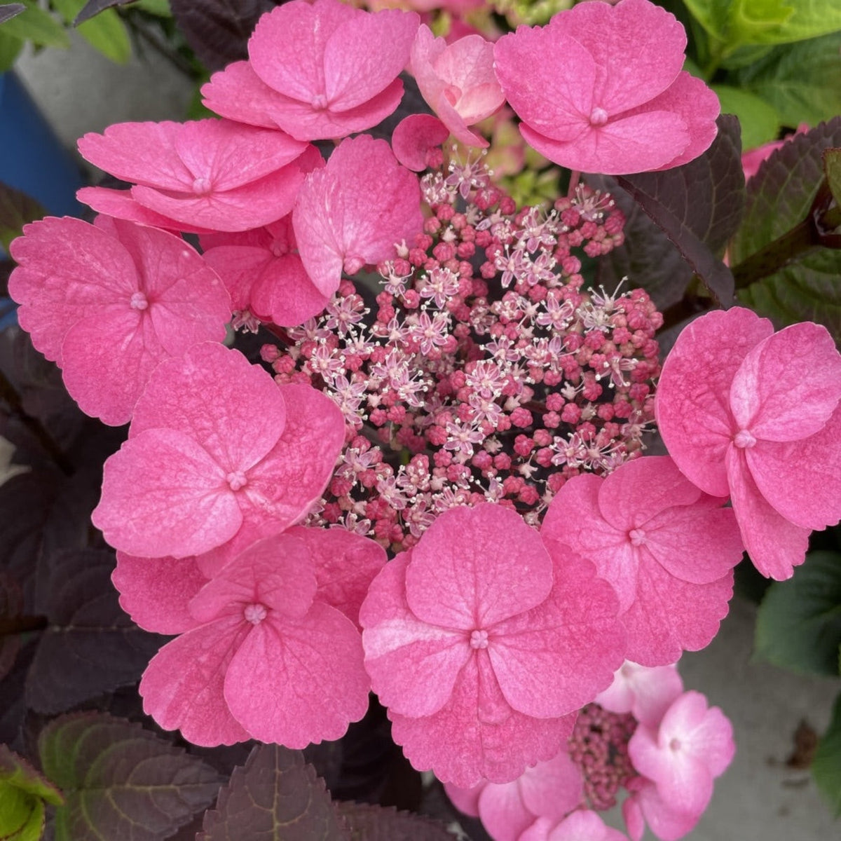 Close up of the Pink Dynamo™ Hydrangea Bloom.