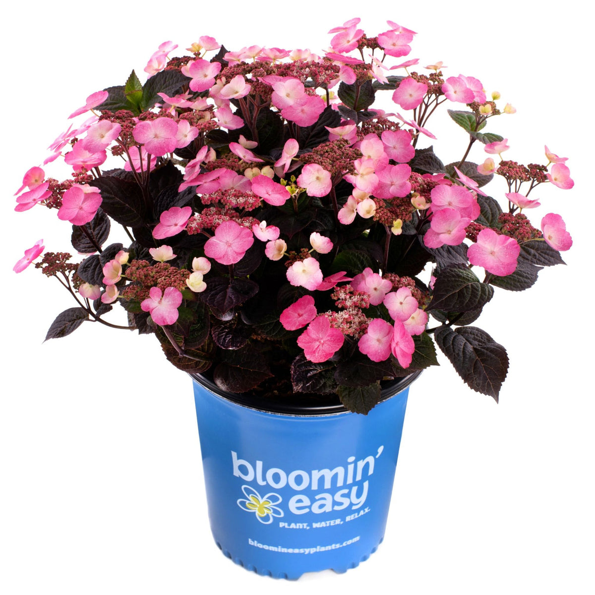 Potted Pink Dynamo™ Hydrangea on white background.