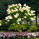 Limelight Hydrangea Tree with, green foliage and a landscaped garden with flowers.