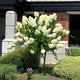Hydrangea tree with cone-shaped white flowers in a garden near a brick building with shrubs.