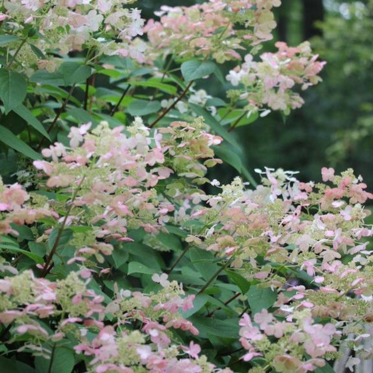 Quick Fire® Hydrangea Tree - NationwidePlants.com  