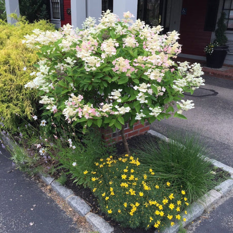 Quick Fire® Hydrangea Tree - NationwidePlants.com  