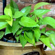Pothos 'Neon'
