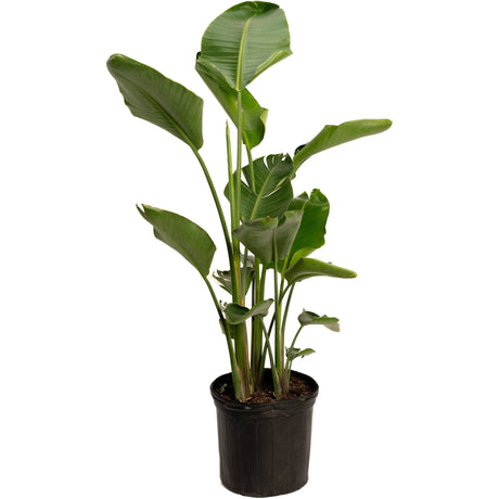 Bird of Paradise Plant