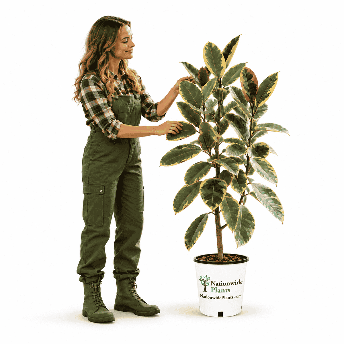 Ficus Tineke