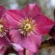 Zoom on the Ice N' Roses Red Helleborus flower.