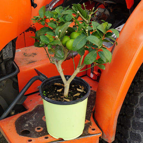 Thornless key lime bush with small fruit sitting on an orange tractor.