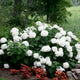 Incrediball hydrangea shrub in a garden plant with blurred trees and a grassy field behind.