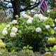 Incrediball hydrangea shrub with a blurred tree and flag in the background.